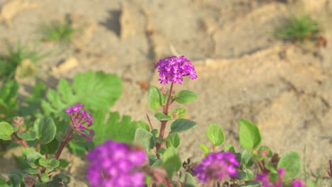 Eine-Nahaufnahme-Einer-Wüstenblume,-Die-Aus-Der-Trockenen,-Rissigen-Erde-Wächst,-Mit-Einer-Biene,-Die-Herumfliegt-Und-Nektar-Sammelt