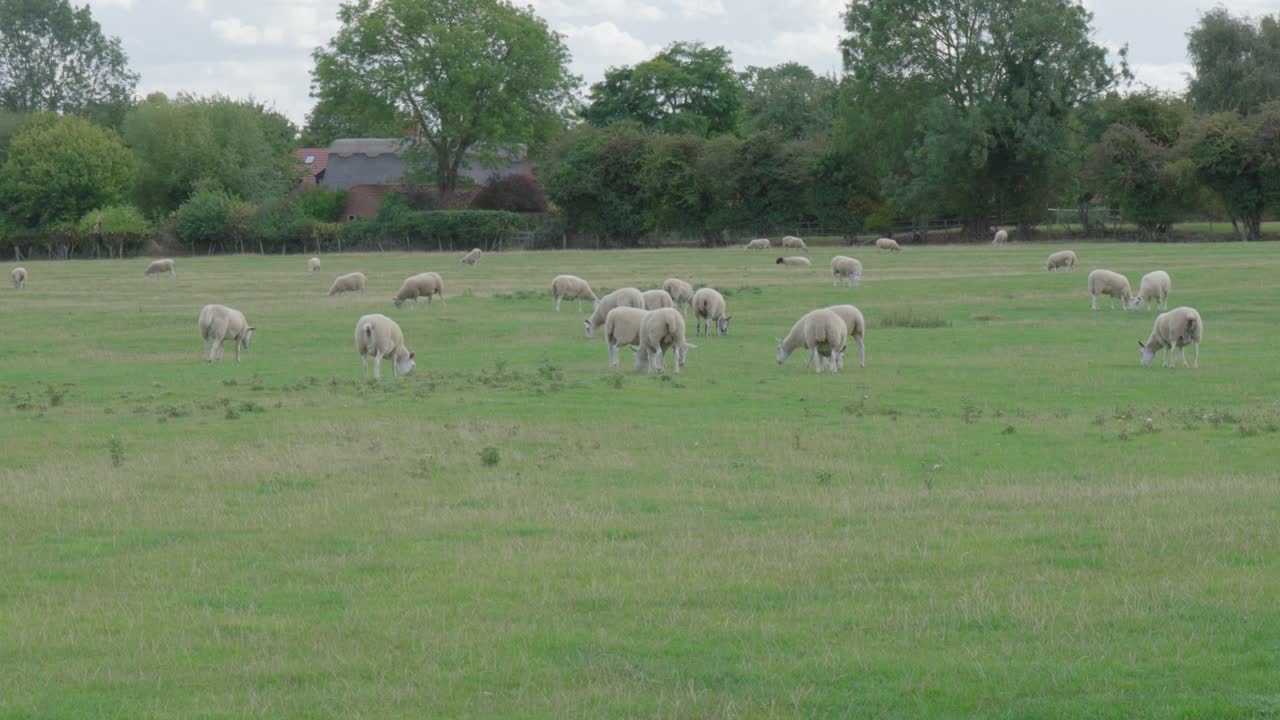 Sheep grazing in a green meadow under a cloudy sky in Oakham Egleton