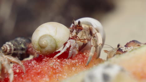 macro of hermit crabs eating fruits in thailand