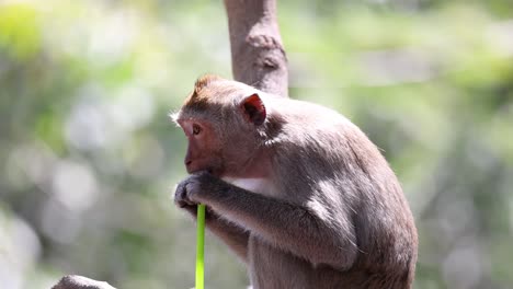 monkey examines and plays with a straw