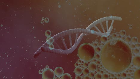 Animación-De-Burbujas-Sobre-Cadena-De-Adn-Y-Fórmula-Química-Sobre-Fondo-Púrpura