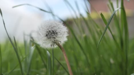 amazing single sunlit dandelion, blowing by the wind on blue sky background in sunset back-light