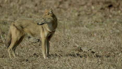 a jackal stands in a field in bandhavgar india