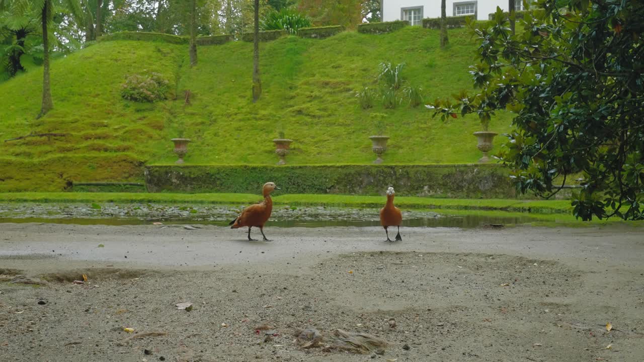 테라 노스트라 가든, 아조레스