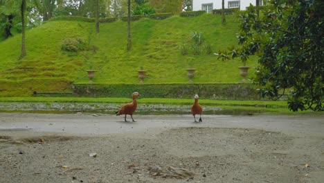 Ruddy-Shelducks-roaming-Terra-Nostra-Garden,-Azores