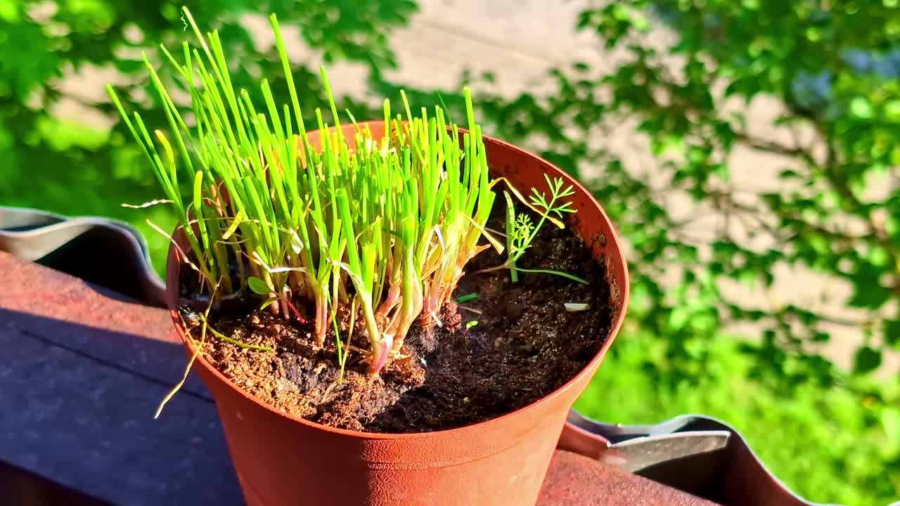 Small Potted Chives Growing on Balcony Ledge in Bright Morning Sunligh