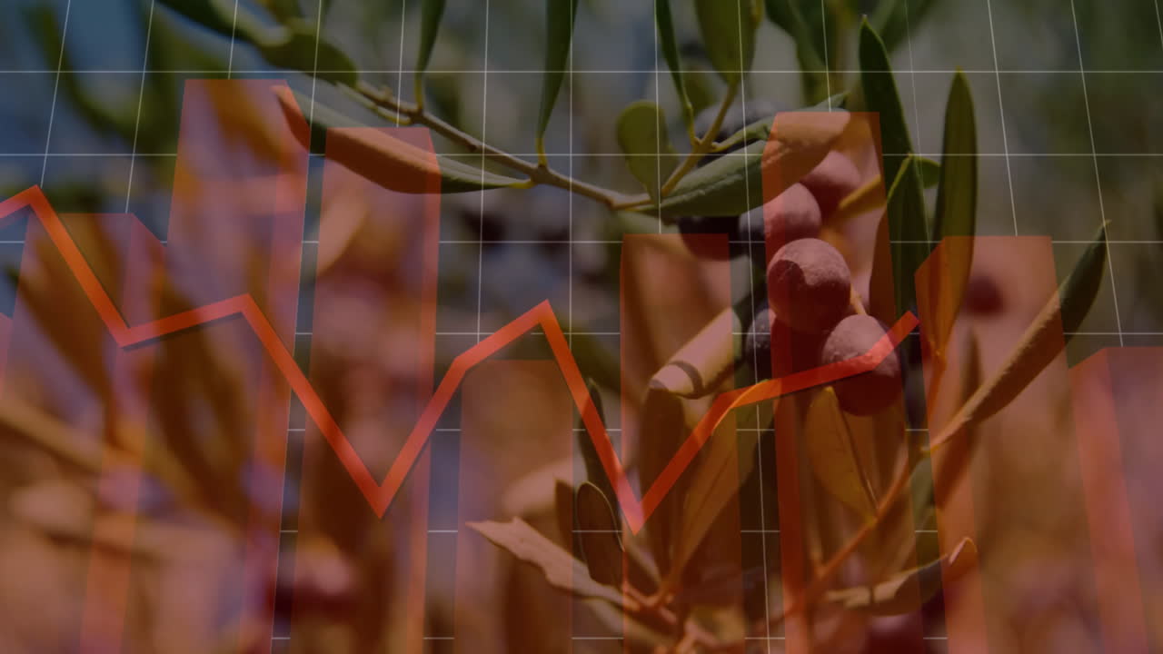 Olive branch showing ripe olives merging with red finance chart and white grid overlay