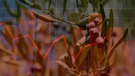 olive branch showing ripe olives merging with red finance chart and white grid overlay