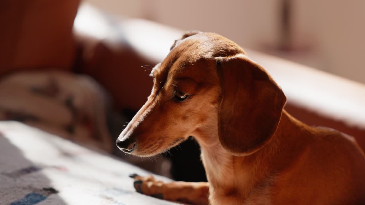 A red dachshund lies comfortably on a blanket, shifting her gaze as she enjoys the warmth of the sun inside on a winter’s day.