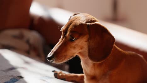 a red dachshund lies comfortably on a blanket, shifting her gaze as she enjoys the warmth of the sun inside on a winter’s day.
