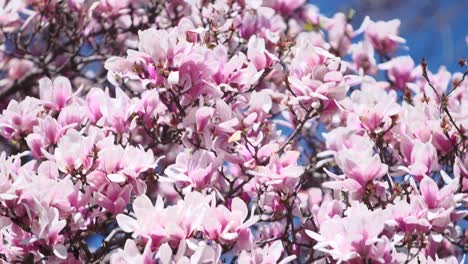 Abundantes-Flores-De-Cerezo-En-La-Cima-Meciéndose-En-La-Suave-Brisa-En-Un-Día-Soleado