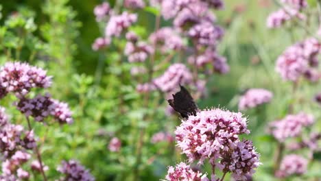 cerca de la mariposa pavo real sentada en la flor de orégano en un jardín verde en un día soleado de verano