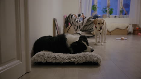 Cozy-afternoon-at-home-with-dogs,-border-collie-chewing-a-toy,-Labrador-Retriever-looking-confused,-girl-playing-on-her-phone-in-a-rocking-chair,-living-room,-keeping-pets-in-an-apartment,-smart-dogs