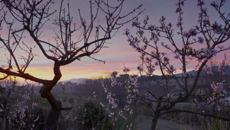 Almond-blossom-at-sunset-with-pink,-fuchsia-and-orange-skies