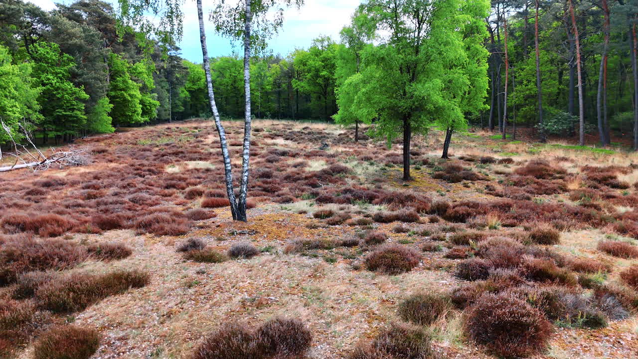 Flying above the dry grass and mosses covering the meadow in the forest. Footage in summer after the period of drought.