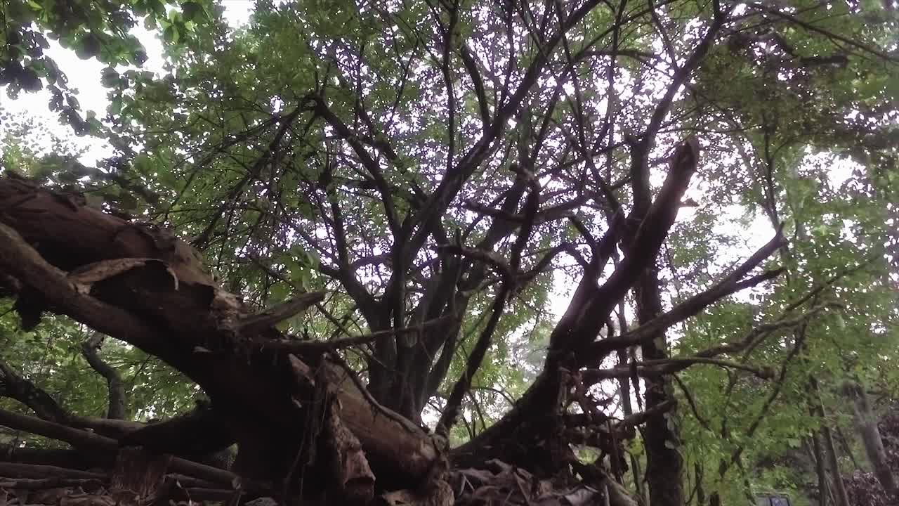 luz del sol a través de los árboles en medio del bosque