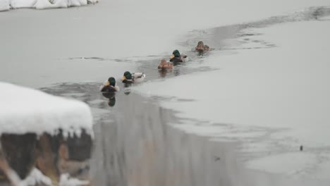 amid falling snow, ducks float on a freezing pond covered with icy slush