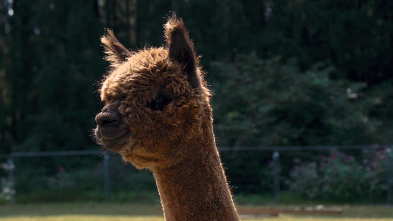imágenes de 4k uhd de alpaca - alpacas y lama - llamas en un entorno natural