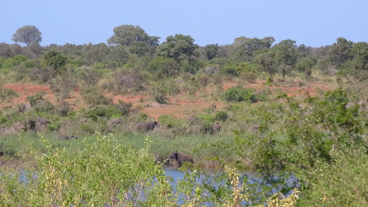 Herd of elephants inthe wilderness of South Africa, static view