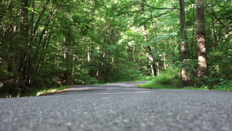 a road in the forest