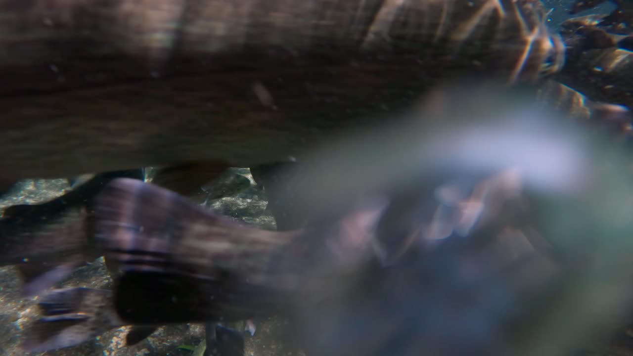 UNDERWATER SLOW MOTION: TROUT SWIMMING ON A RIVER IN MICHOACAN