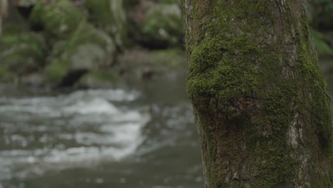 Wissahickon-Creek,-Wasser-Fließt-über-Felsen-An-Bäumen-Vorbei