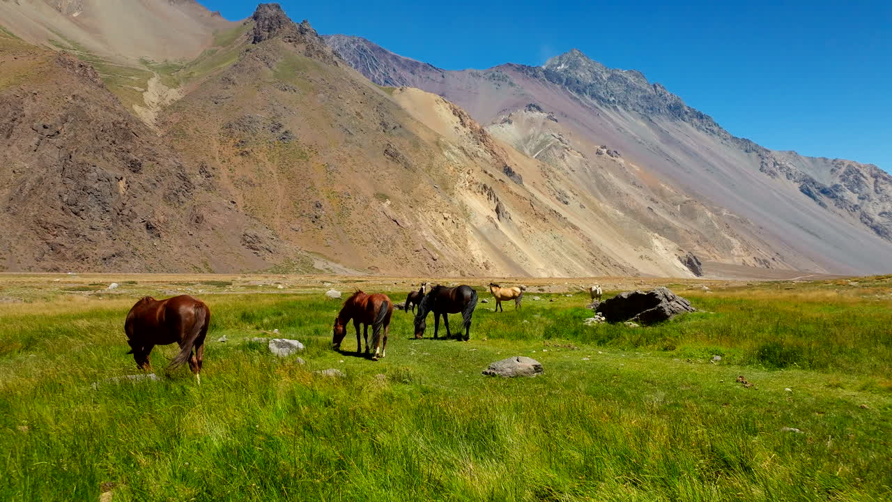 Untamed equine, wild horse herd, free roaming majestic Chilean animals