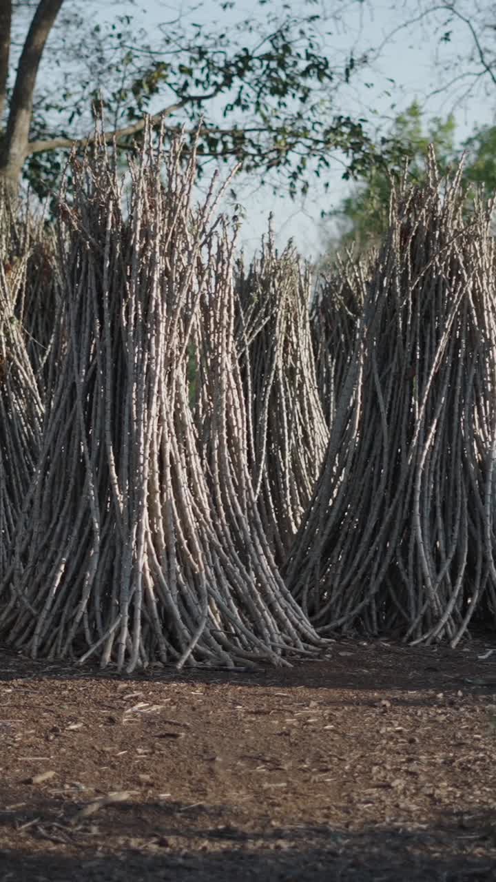 Pile of Tree Branches