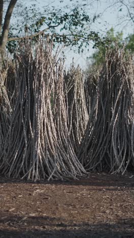 pile of tree branches