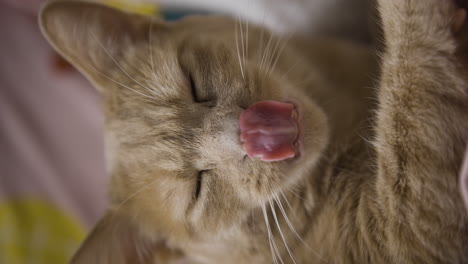 gato rojo vertical bostezando después de la siesta, retrato de animal doméstico