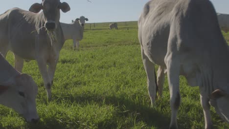 a herd of white cows grazing on lush green pastures in the rural countryside during a sunny summer day with the camera positioned in between them