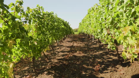 AERIAL---Low-flying-in-a-vineyard-among-the-vines-on-a-sunny-day