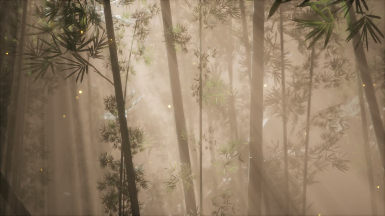 아시아 대나무 숲과 아침 안개 날씨