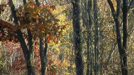 Sonnenlicht-Und-Schatten-Bewegen-Sich-Im-Herbst-über-Bäume-Und-Buntes-Laub