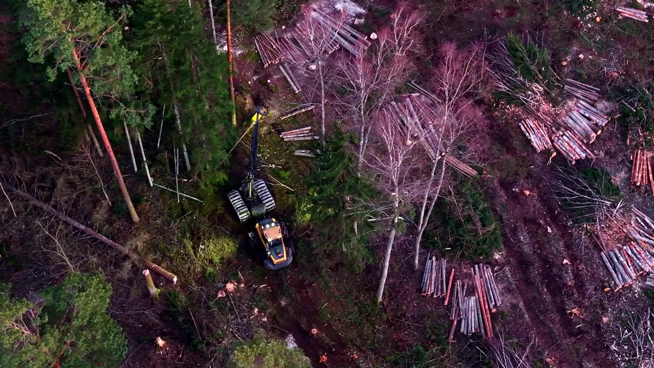 Logging harvester machine working in a forest clearing at night sawing and collecting lumber