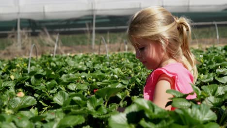 girls picking strawberries in the farm 4k