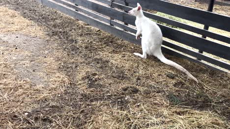 Red-necked-Wallaby-albino-kangaroo,-also-Bennett's-wallaby,-Macropus-rufogriseus,-standing-and-looking-on-the-side,-looking-around-and-scratching-itself