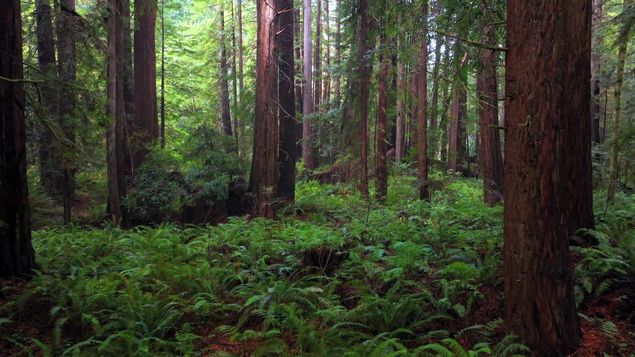 Redwoods forest sun mist fog rain aerial drone California Redwood National and State Parks USAL Beach giant sequoia tallest tree dense green foliage Lost Coast Trail nature landscape forward pan up