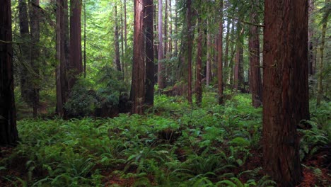redwoods forest sun mist fog rain aerial drone california redwood national and state parks usal beach giant sequoia tallest tree dense green foliage lost coast trail nature landscape forward pan up