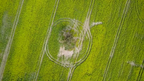 Aerial-flyover-blooming-rapeseed-field,-flying-over-yellow-canola-flowers,-tree,-idyllic-farmer-landscape,-beautiful-nature-background,-sunny-spring-day,-rotating-drone-birdseye-shot