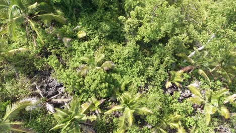 aerial clip capturing the densely vegetated forest with lots of coconut trees