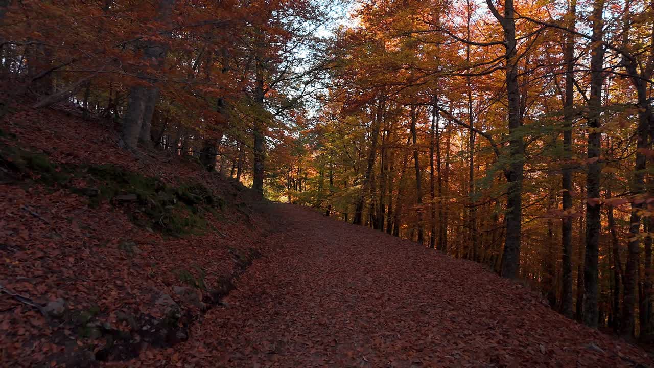 Walking Beautiful, Golden Autumn Florest.