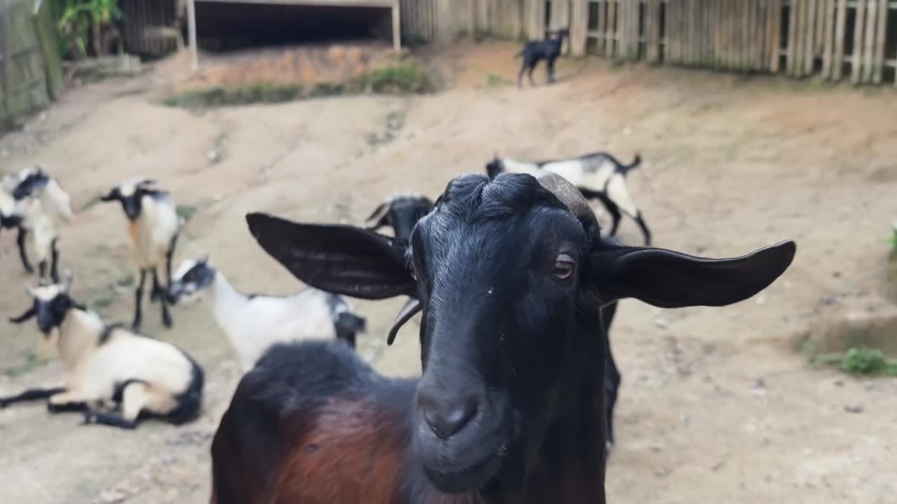 Cabra Preta e Marrom em um Ambiente de Fazenda