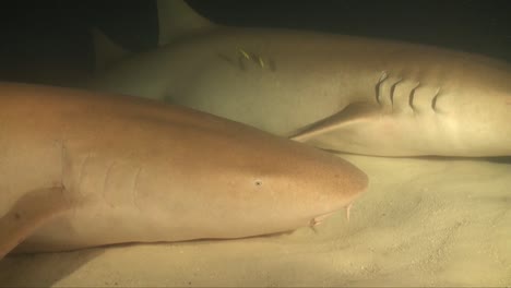 two nurse sharks lying on sandy ocean floor at night accompanied by small yellow pilot fishes