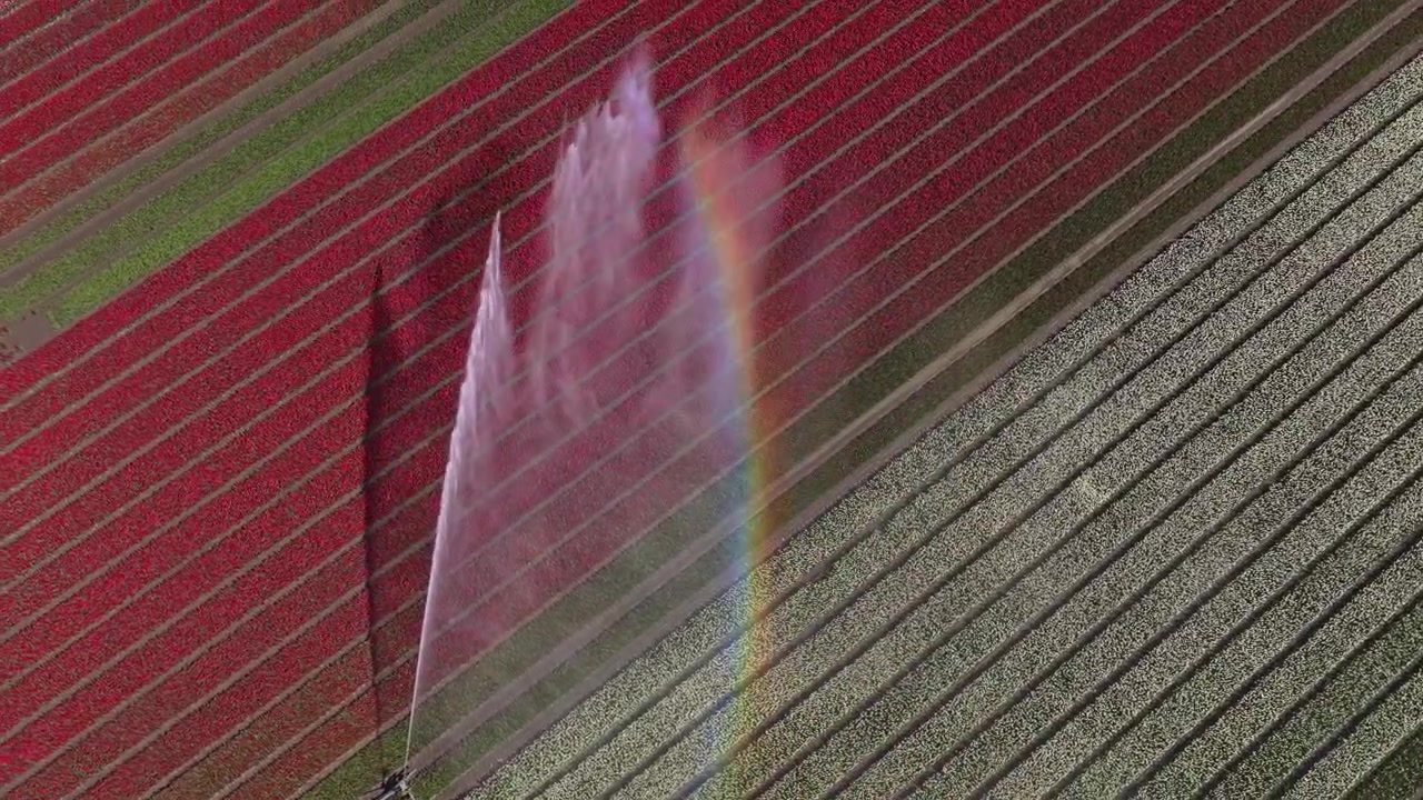 Splendida vista aerea di un sistema di irrigazione agricolo che irriga campi di tulipani colorati, creando un bellissimo arcobaleno nella nebbia d'acqua