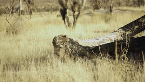 close view of a fallen dry tree