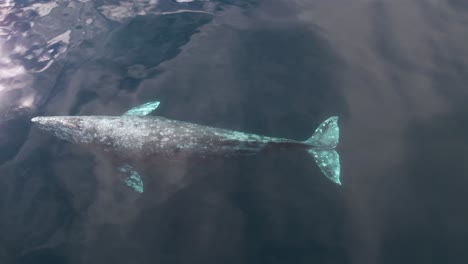 Ballena-Gris-Nadando-En-Aguas-Tranquilas-Frente-A-La-Costa-De-California-Cerca-Del-Puerto-Y-El-Puerto-Deportivo-De-Dana-Point