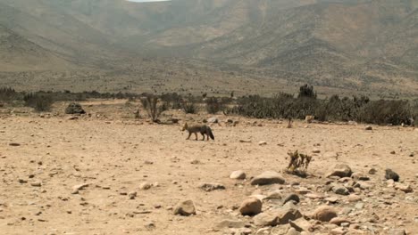 Zorro-Gris-Sudamericano-Vagando-Por-El-Desierto-De-Atacama-En-Chile-En-Un-Día-Soleado