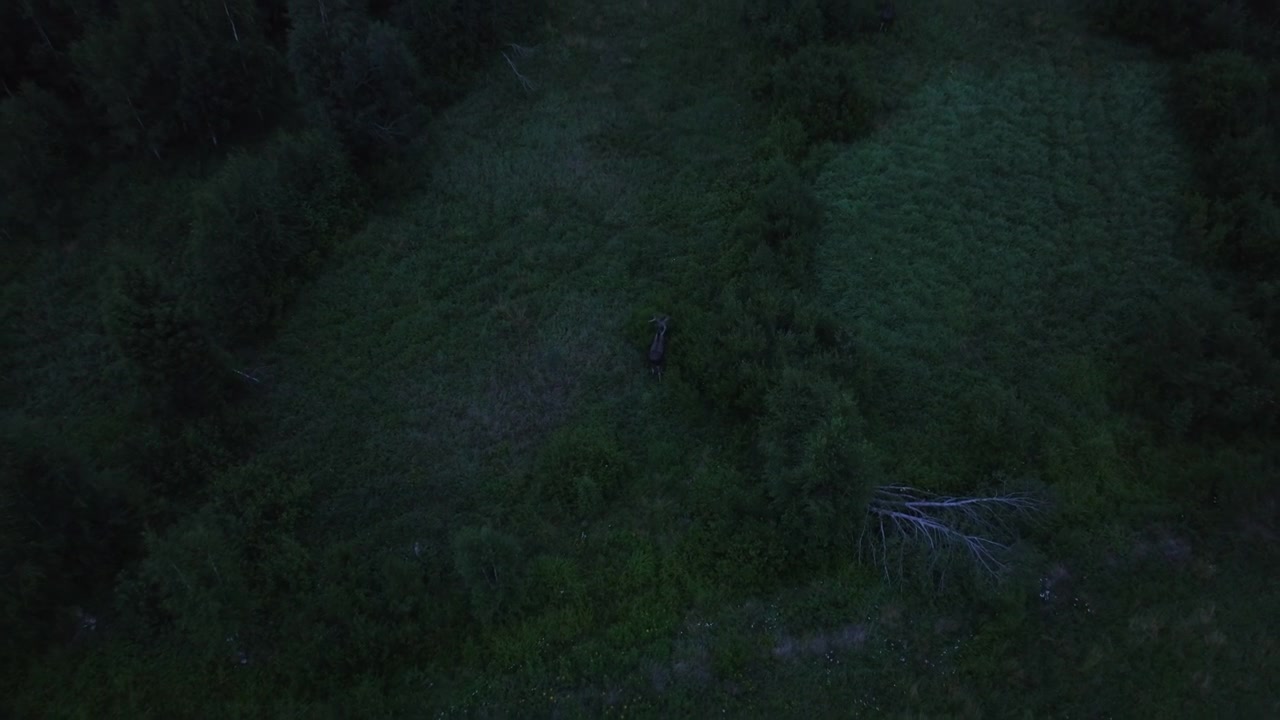 Flygvy som vinklar bort från en älg som gömmer sig i Finlands mörka skogsområden