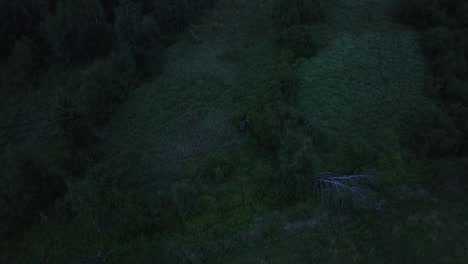 aerial view tilting away from a moose hiding in dark, woodlands of finland